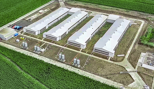 正大榆树33万肉鸡场